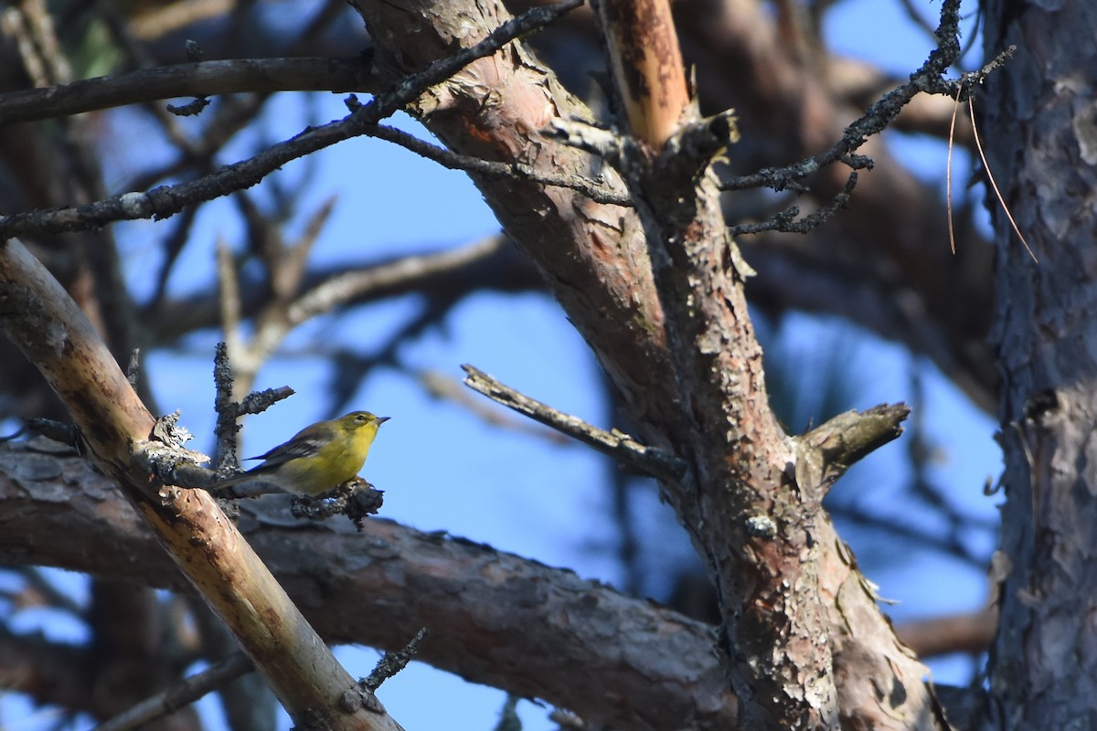 Pine Warbler - Norma Van Alstine