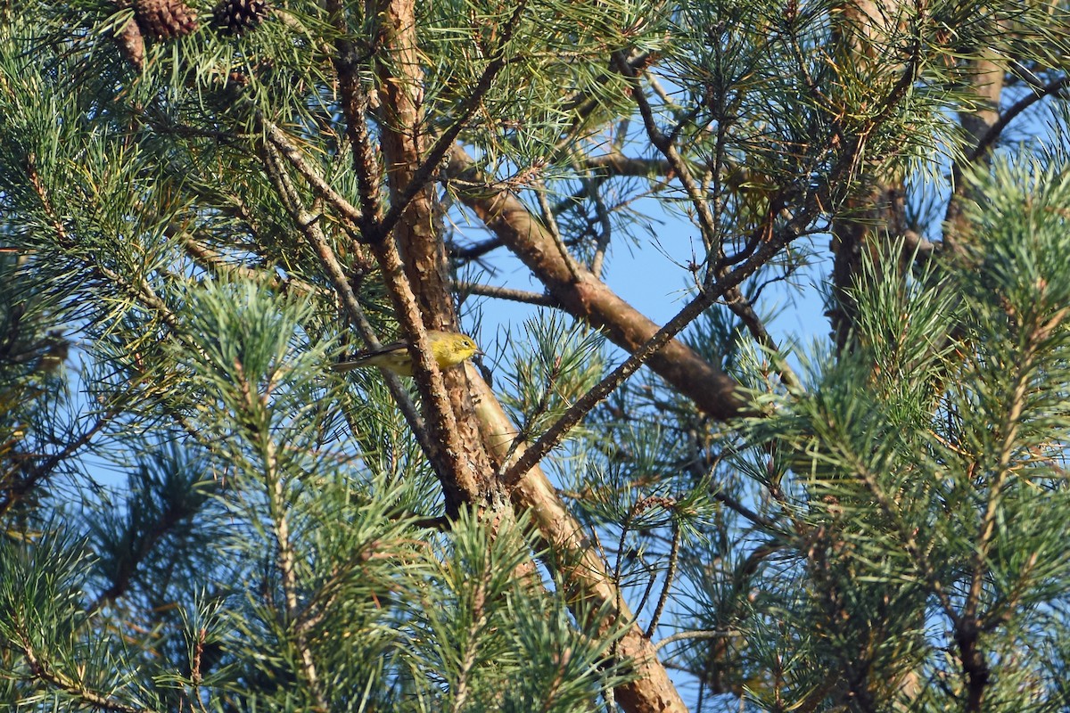 Pine Warbler - ML623958628