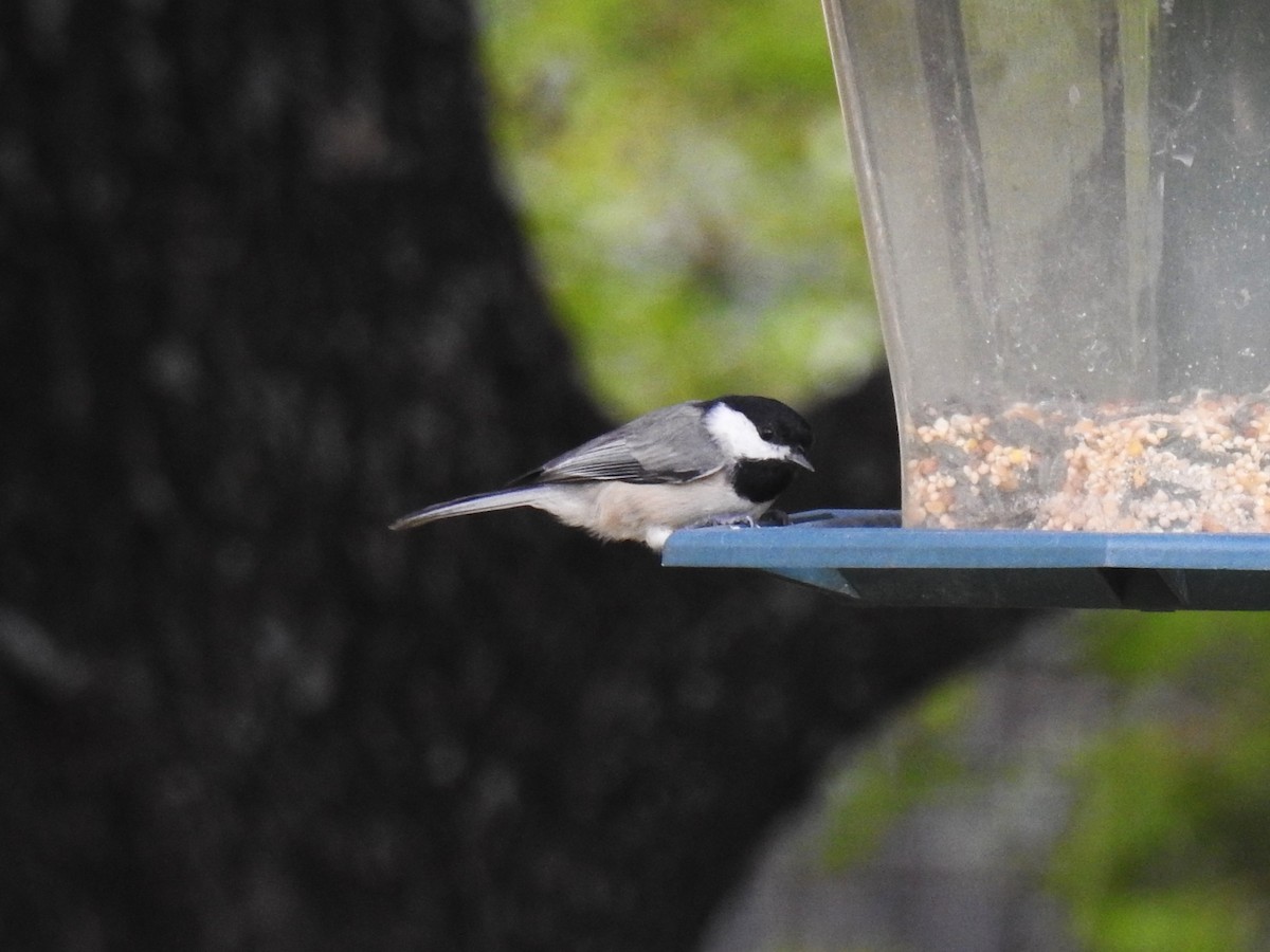 Carolina Chickadee - ML623958639