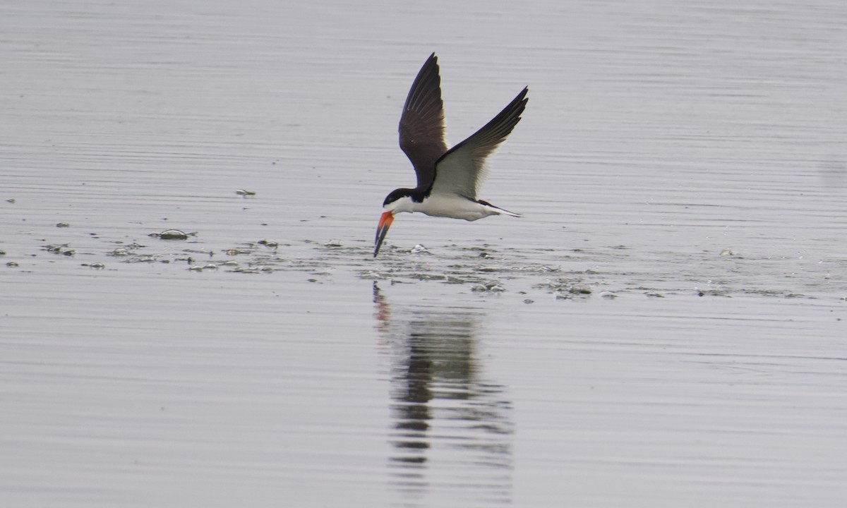 Black Skimmer - Anonymous