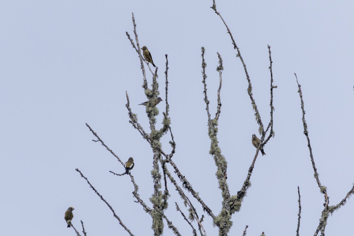 Evening Grosbeak - ML623958648