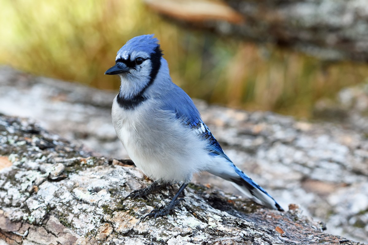 Blue Jay - ML623958652