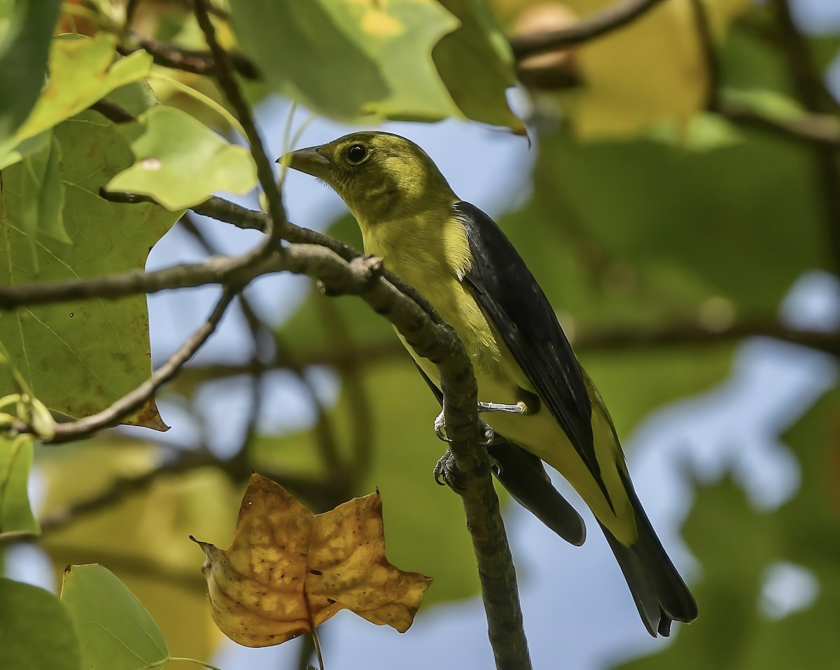 Scarlet Tanager - Lisa Klepacz