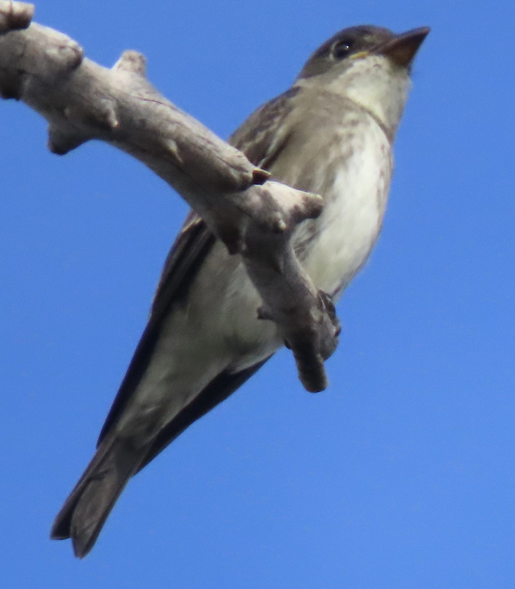 Olive-sided Flycatcher - ML623958665