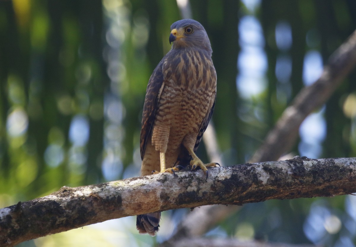 Roadside Hawk - ML623958667