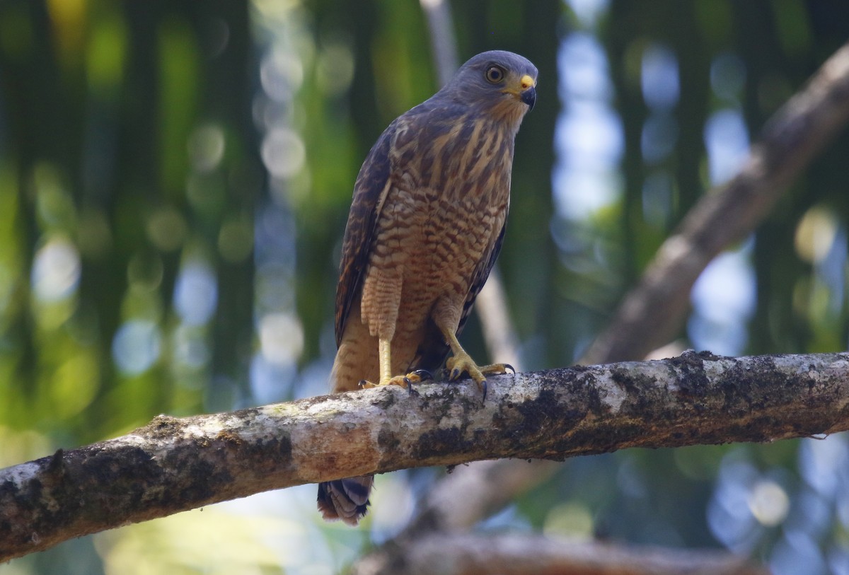 Roadside Hawk - ML623958668