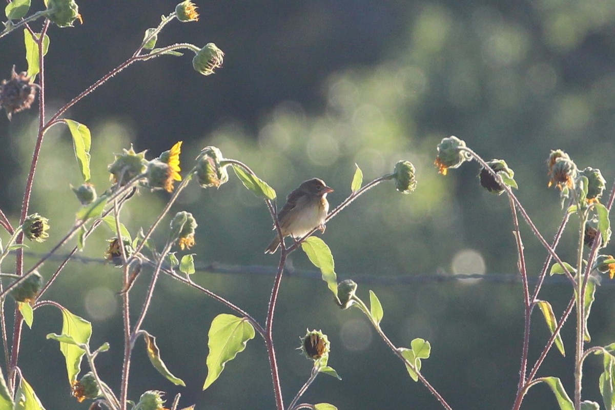 Dickcissel - Hank Taliaferro