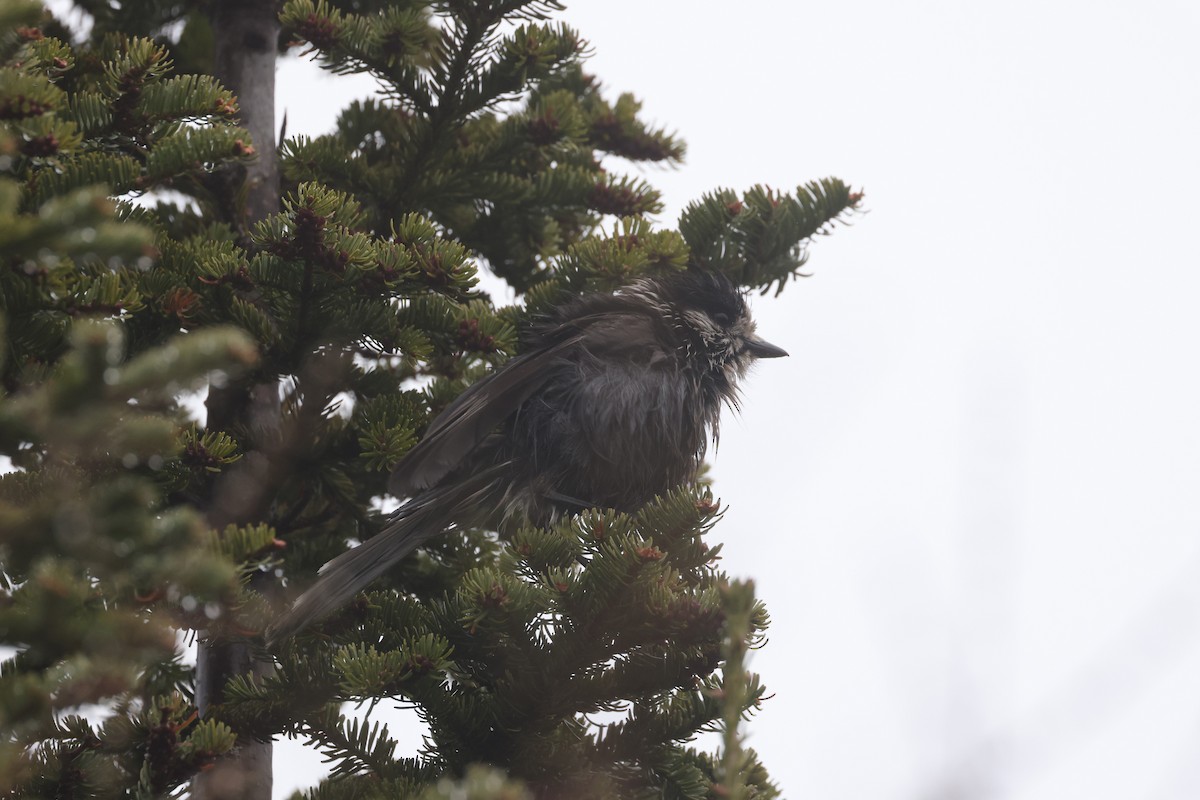 Canada Jay - ML623958675