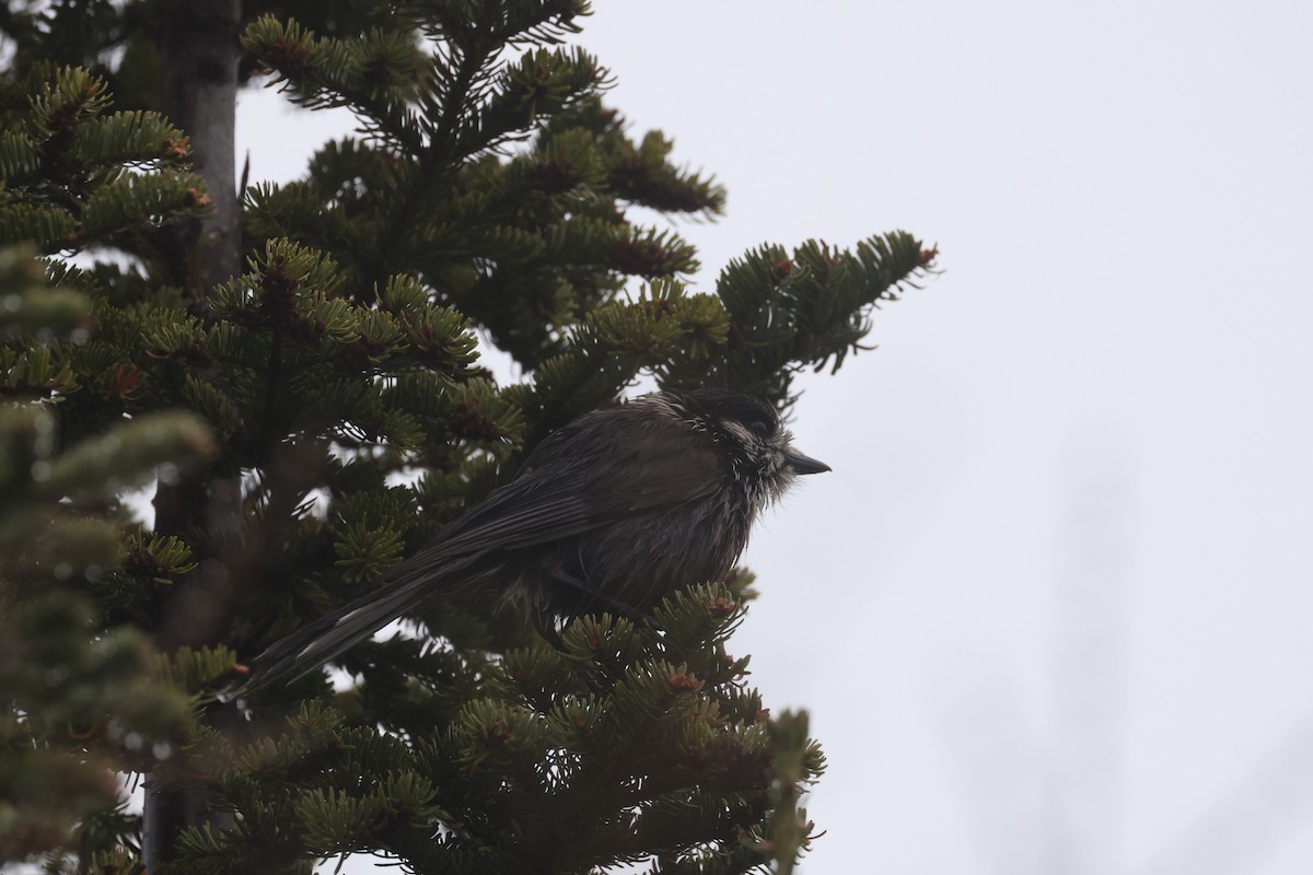 Canada Jay - ML623958676