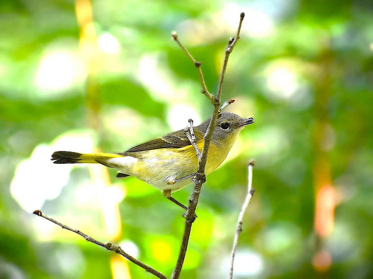 American Redstart - ML623958683