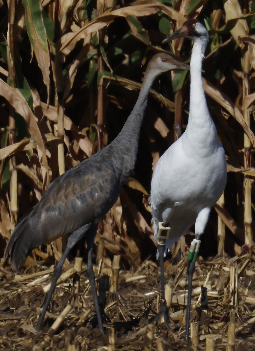 Grulla Trompetera - ML623958693