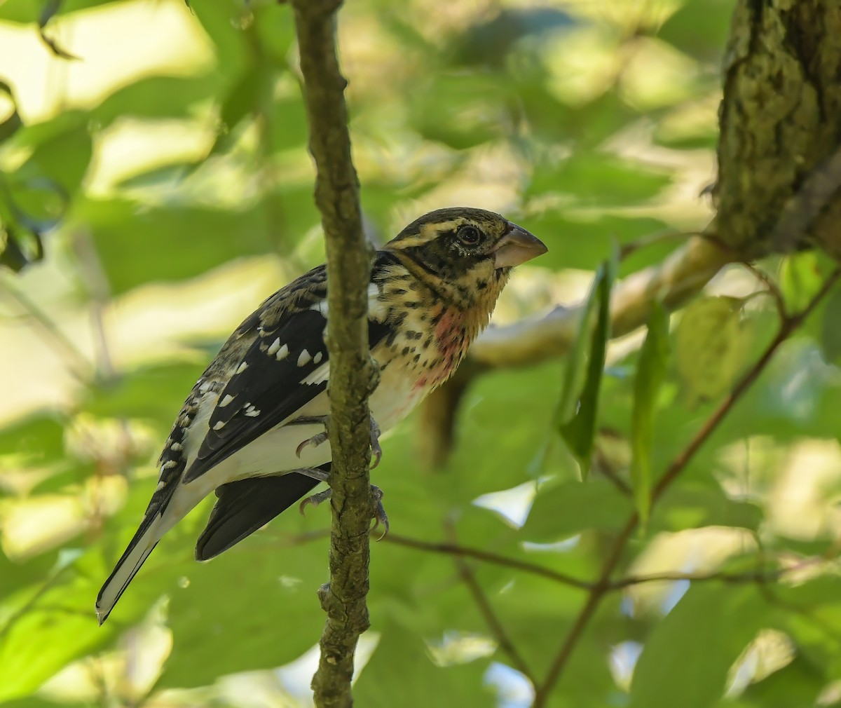 Rose-breasted Grosbeak - ML623958700