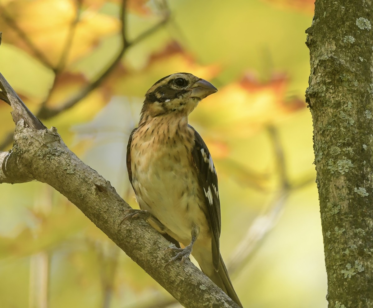 Rose-breasted Grosbeak - ML623958701