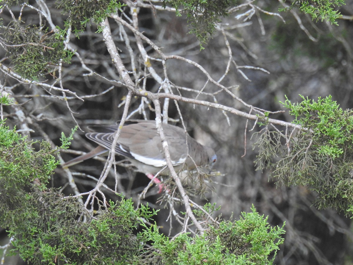 White-winged Dove - ML623958715