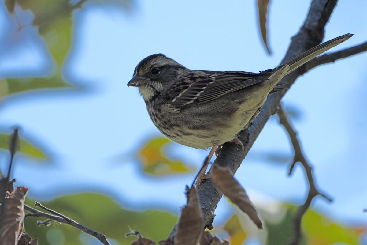 White-throated Sparrow - ML623958724