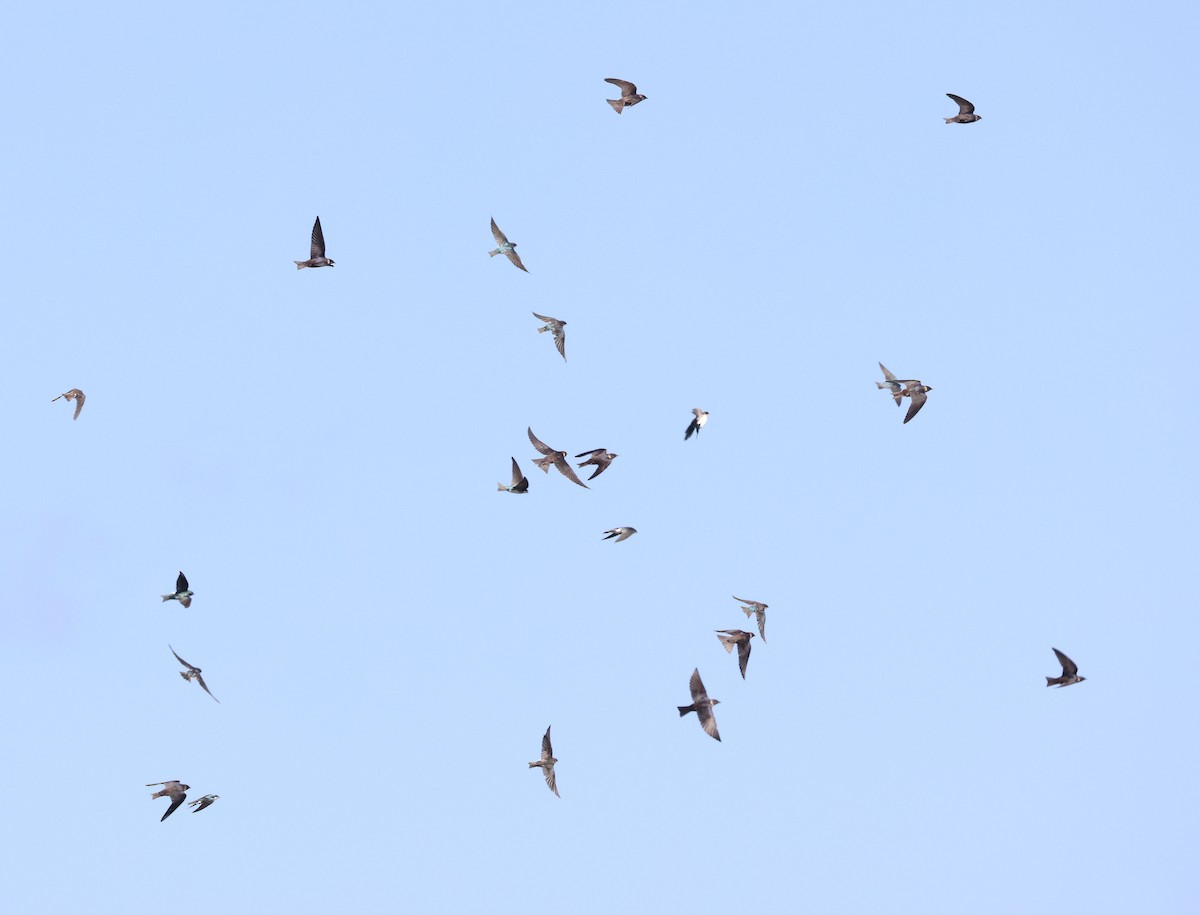 Purple Martin - ML623958743