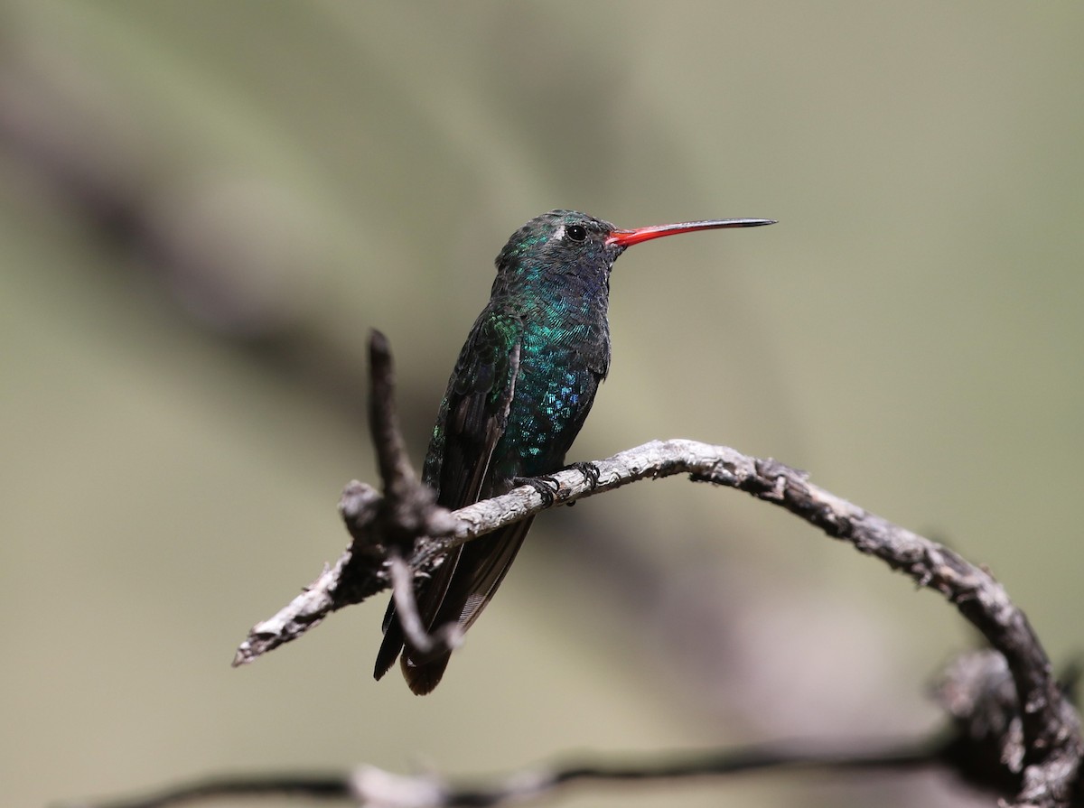 Broad-billed Hummingbird - ML623958746