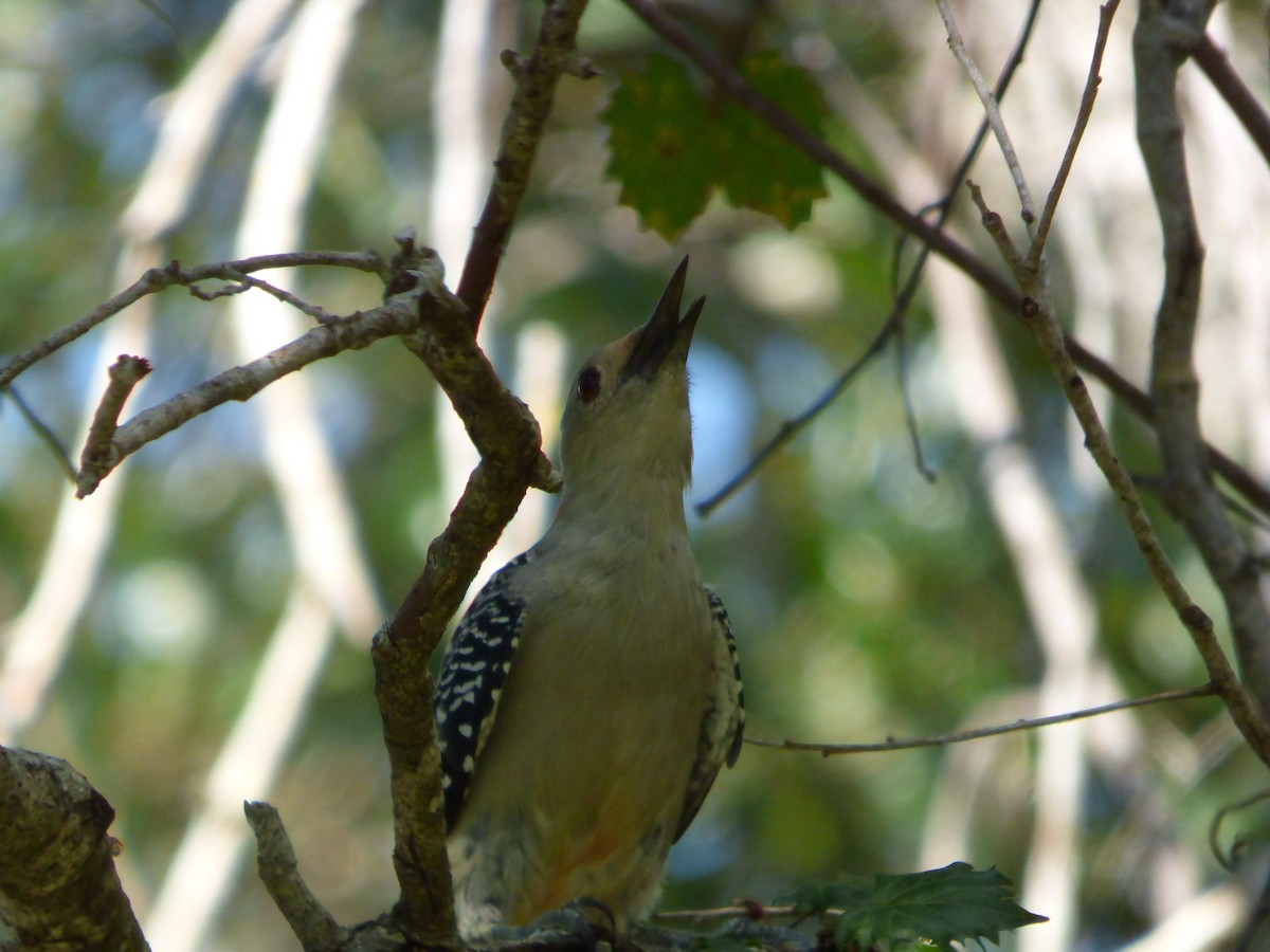 Red-bellied Woodpecker - Betty Holcomb