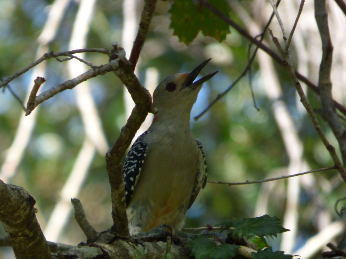 Red-bellied Woodpecker - Betty Holcomb