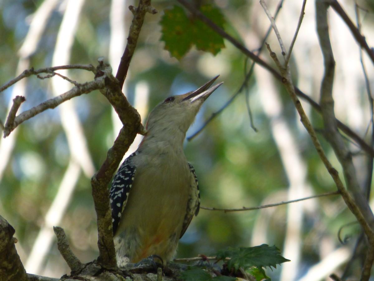 Red-bellied Woodpecker - ML623958774