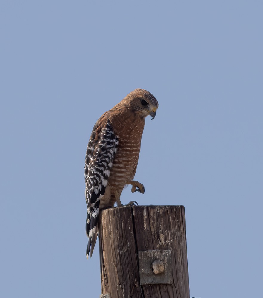 Red-shouldered Hawk - ML623958782