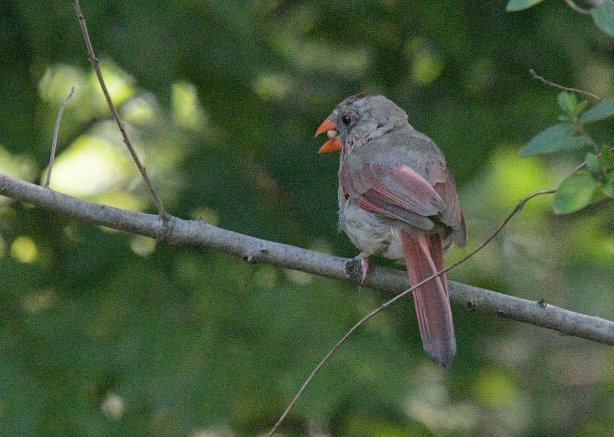 Northern Cardinal - Margaret Poethig