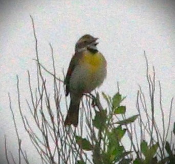 Dickcissel - ML623958806