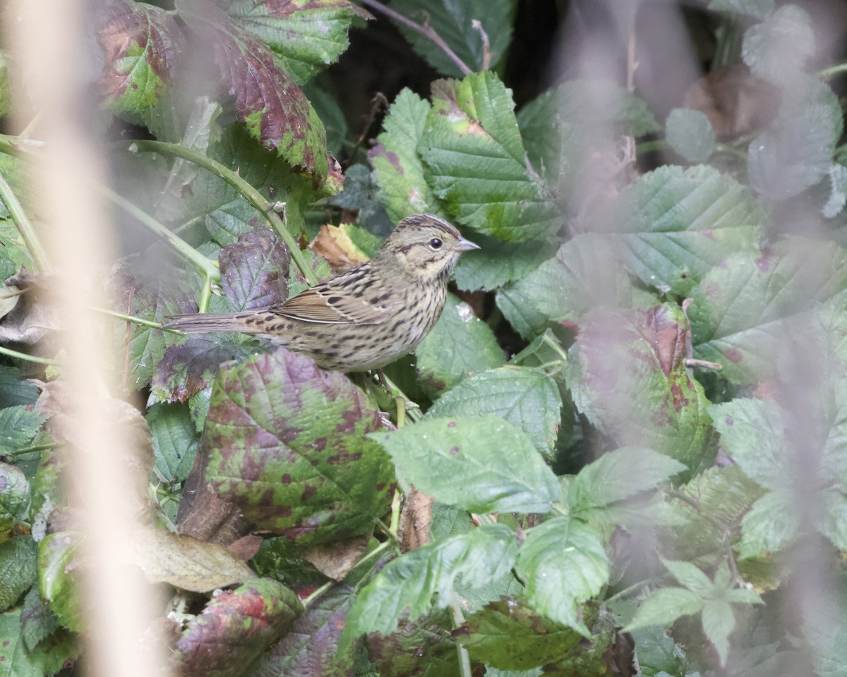 Lincoln's Sparrow - ML623958810