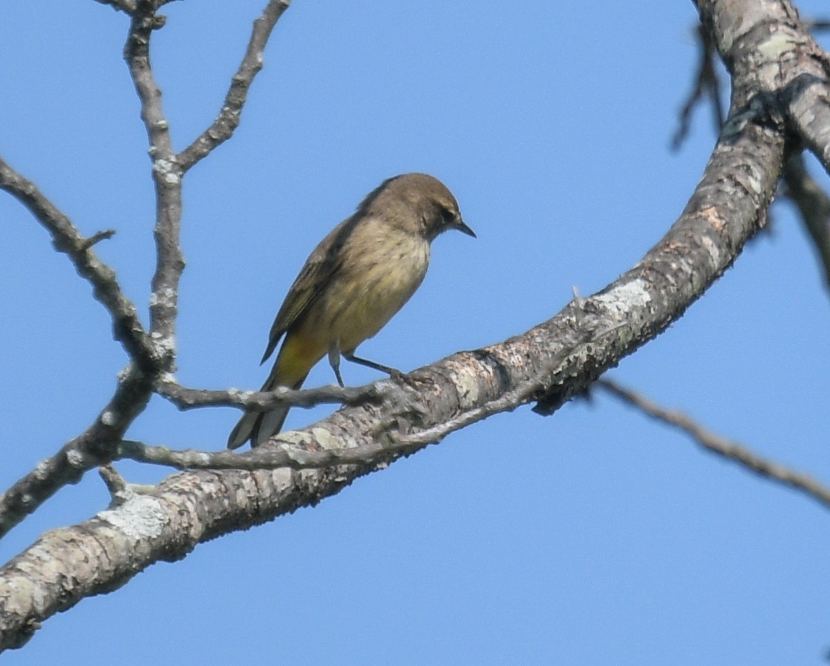 Palm Warbler - ML623958822