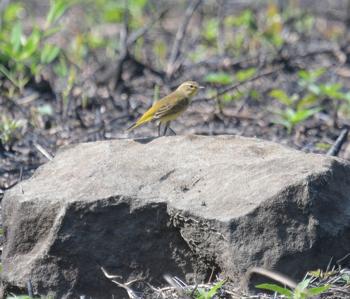 Palm Warbler - ML623958824