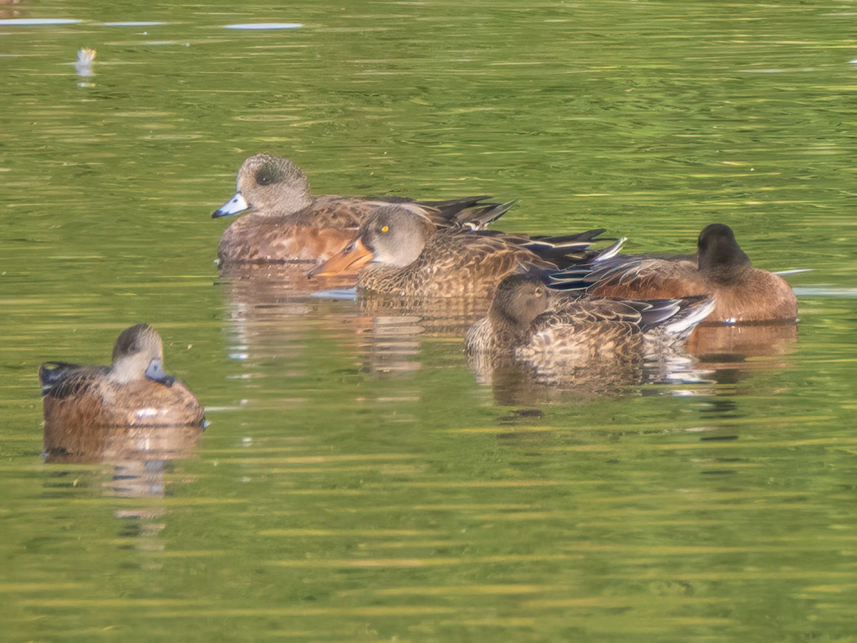 Northern Shoveler - ML623958840