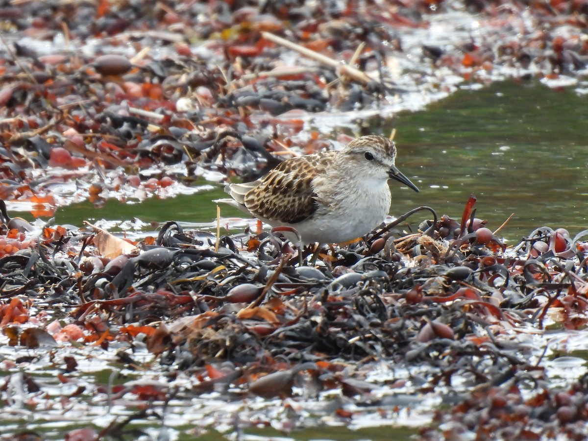 Least Sandpiper - Cheryl Ring