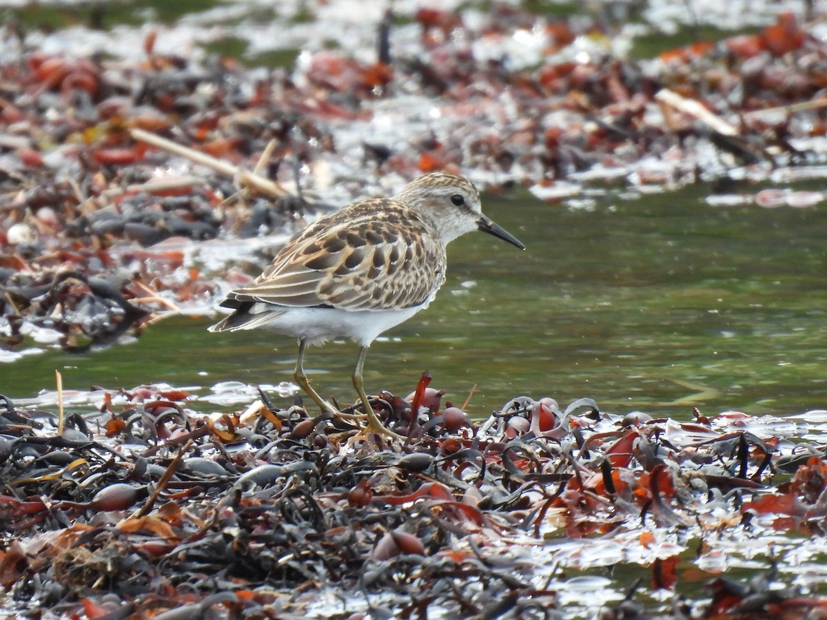 Wiesenstrandläufer - ML623958846