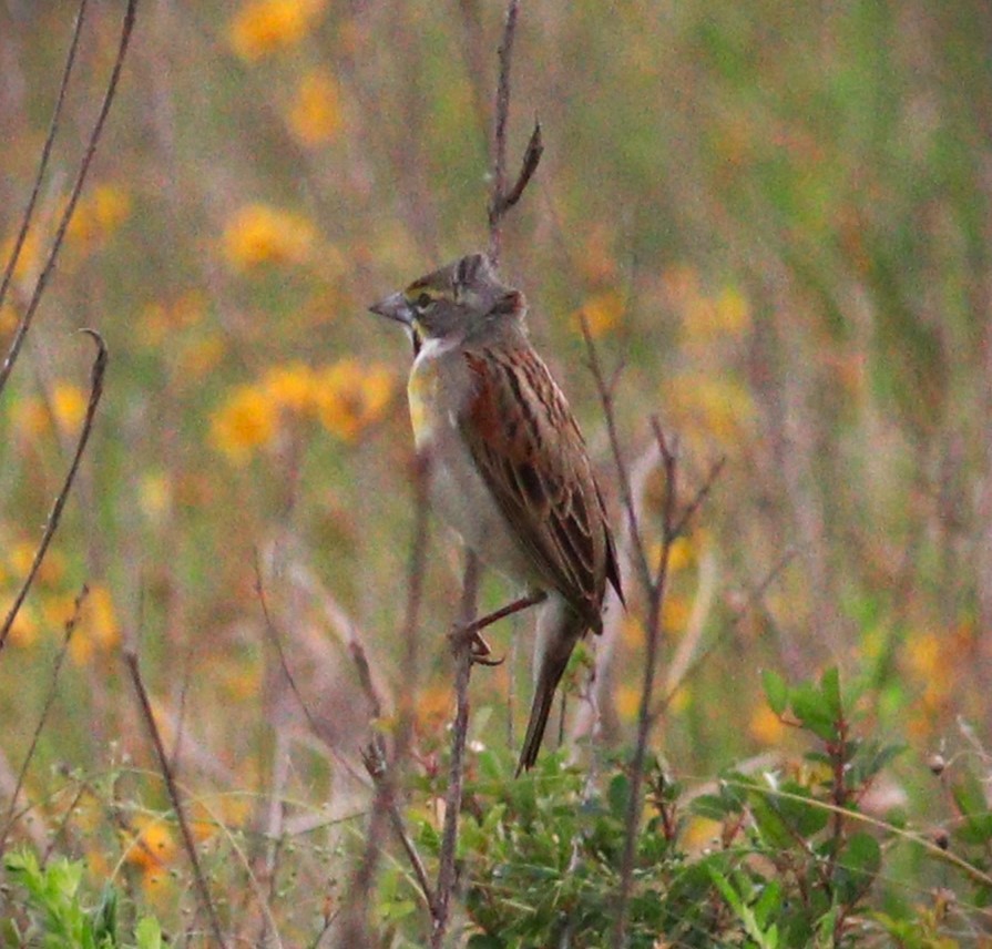 Dickcissel - ML623958849