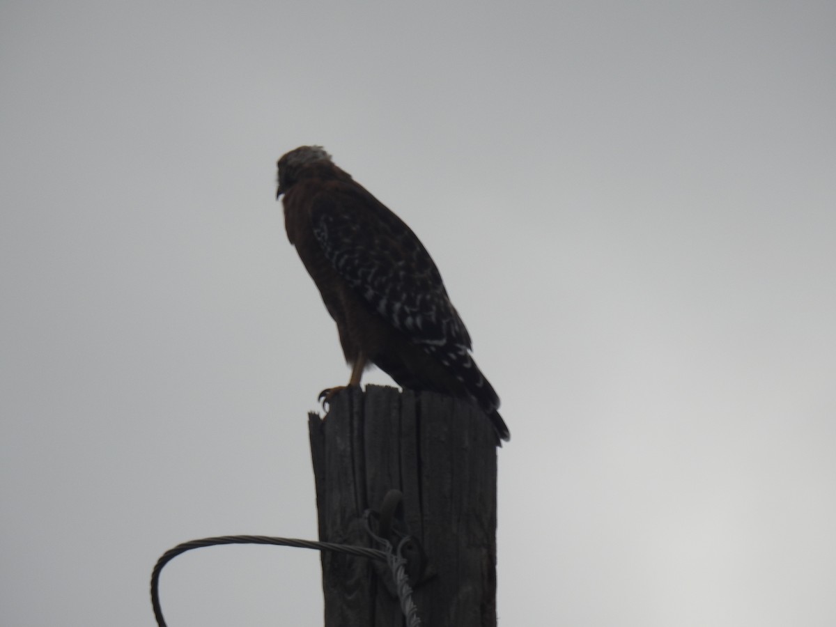 Red-shouldered Hawk - ML623958853