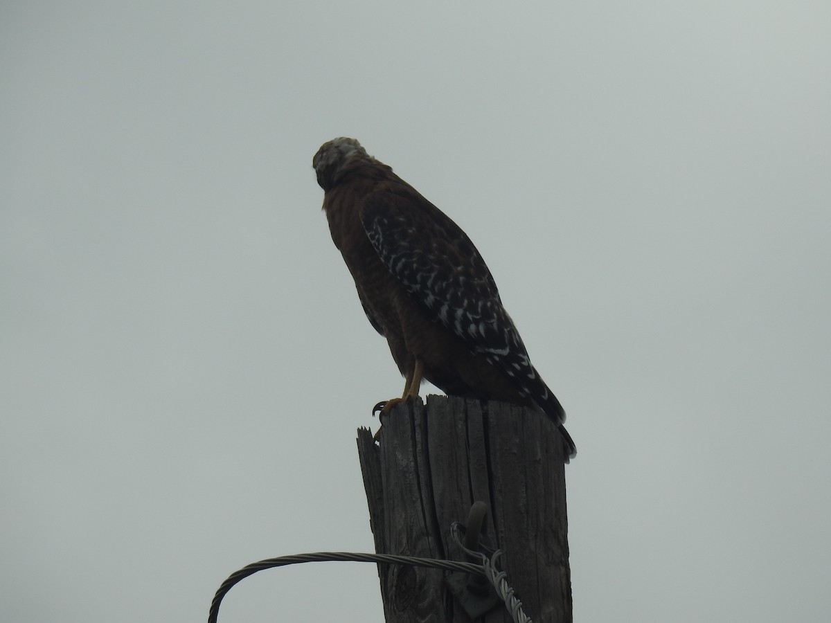 Red-shouldered Hawk - ML623958856