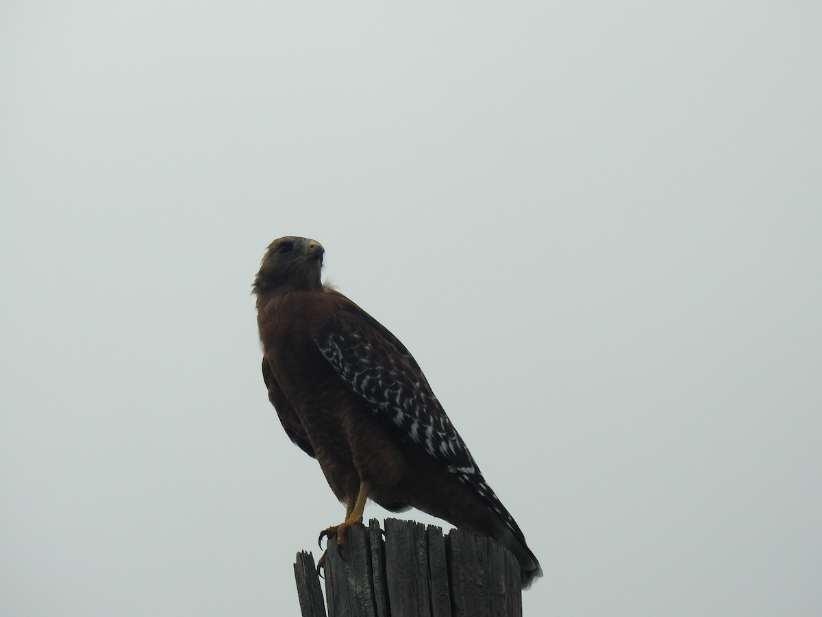 Red-shouldered Hawk - ML623958866