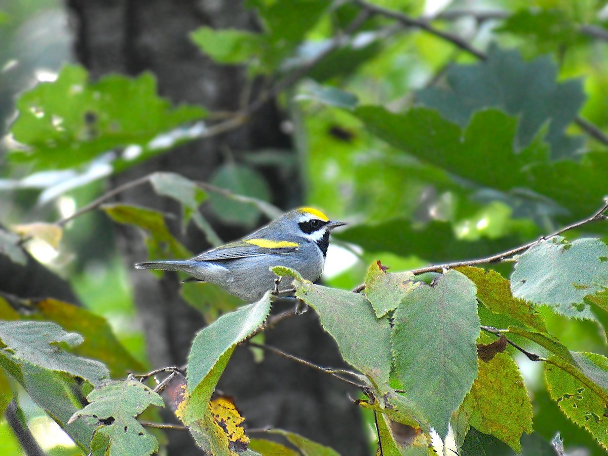 Golden-winged Warbler - ML623958867