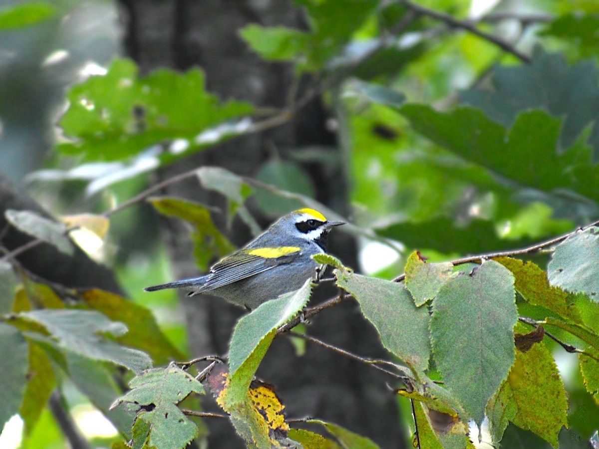 Golden-winged Warbler - ML623958870