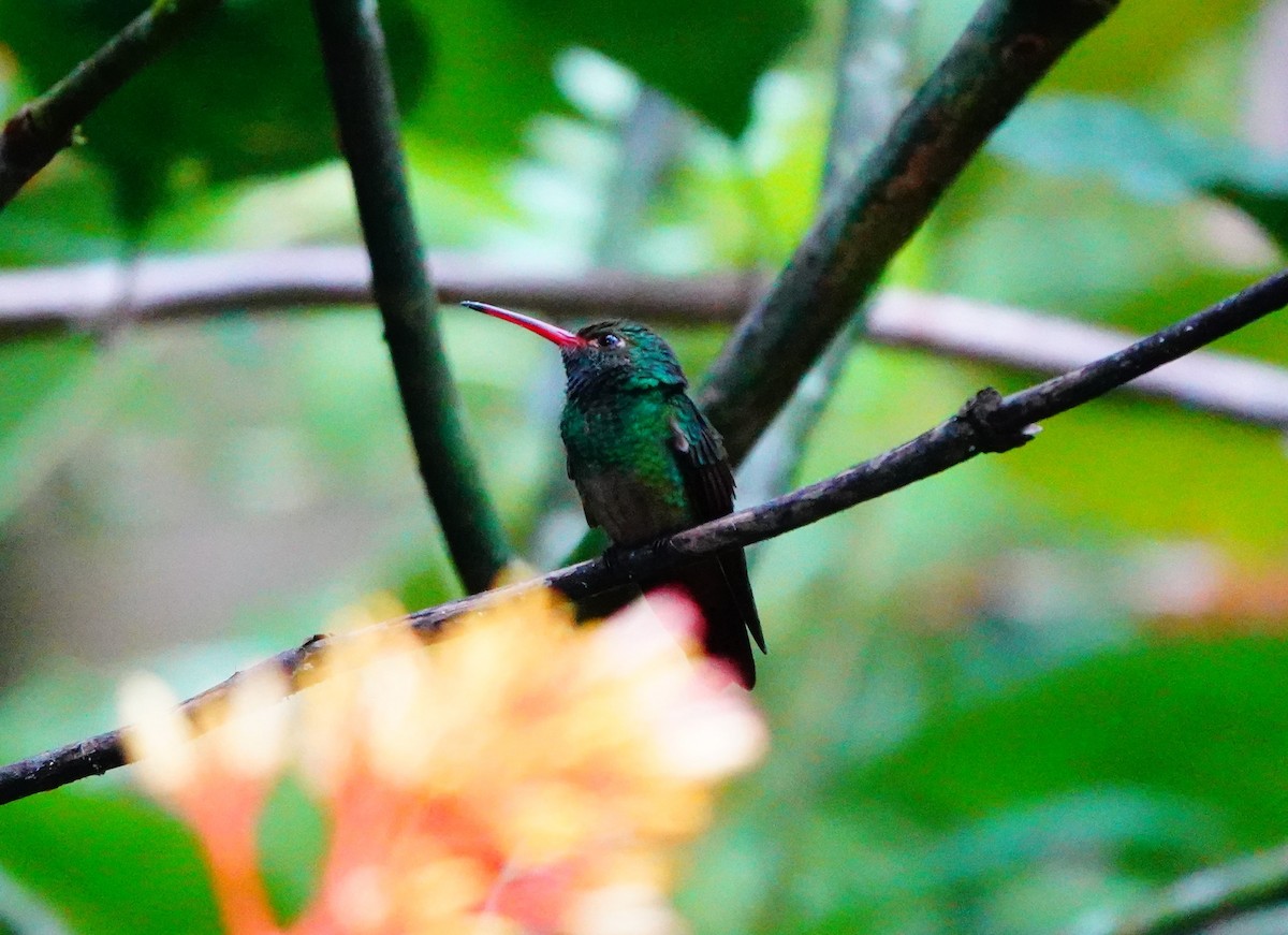 Rufous-tailed Hummingbird - ML623958878