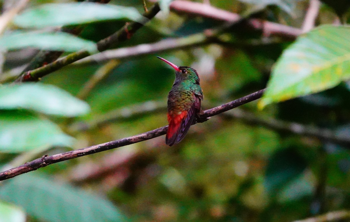 Rufous-tailed Hummingbird - ML623958879