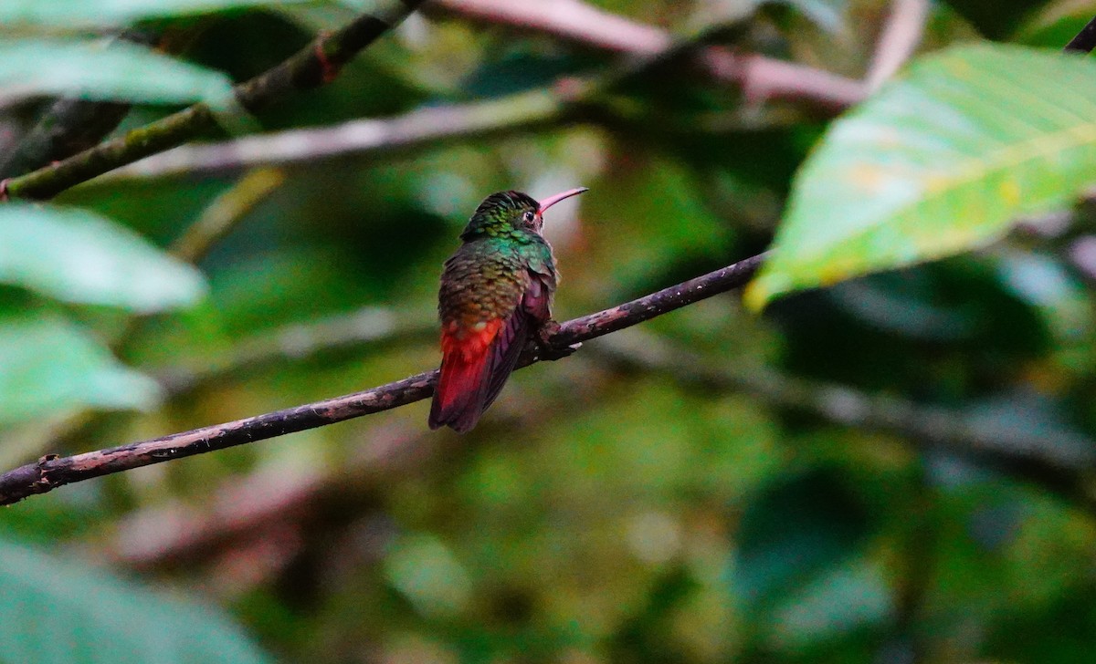 Rufous-tailed Hummingbird - Emily Denker