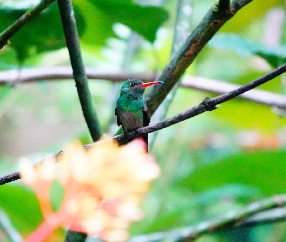 Rufous-tailed Hummingbird - Emily Denker