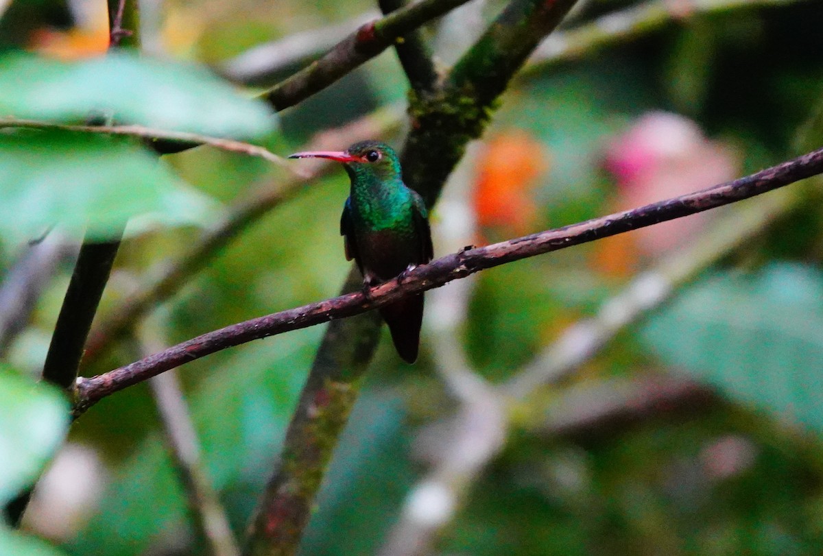 Rufous-tailed Hummingbird - ML623958882