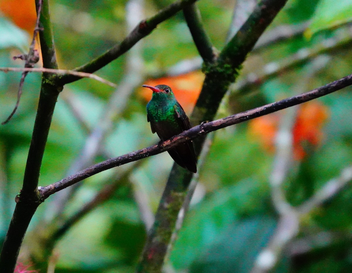 Rufous-tailed Hummingbird - ML623958883