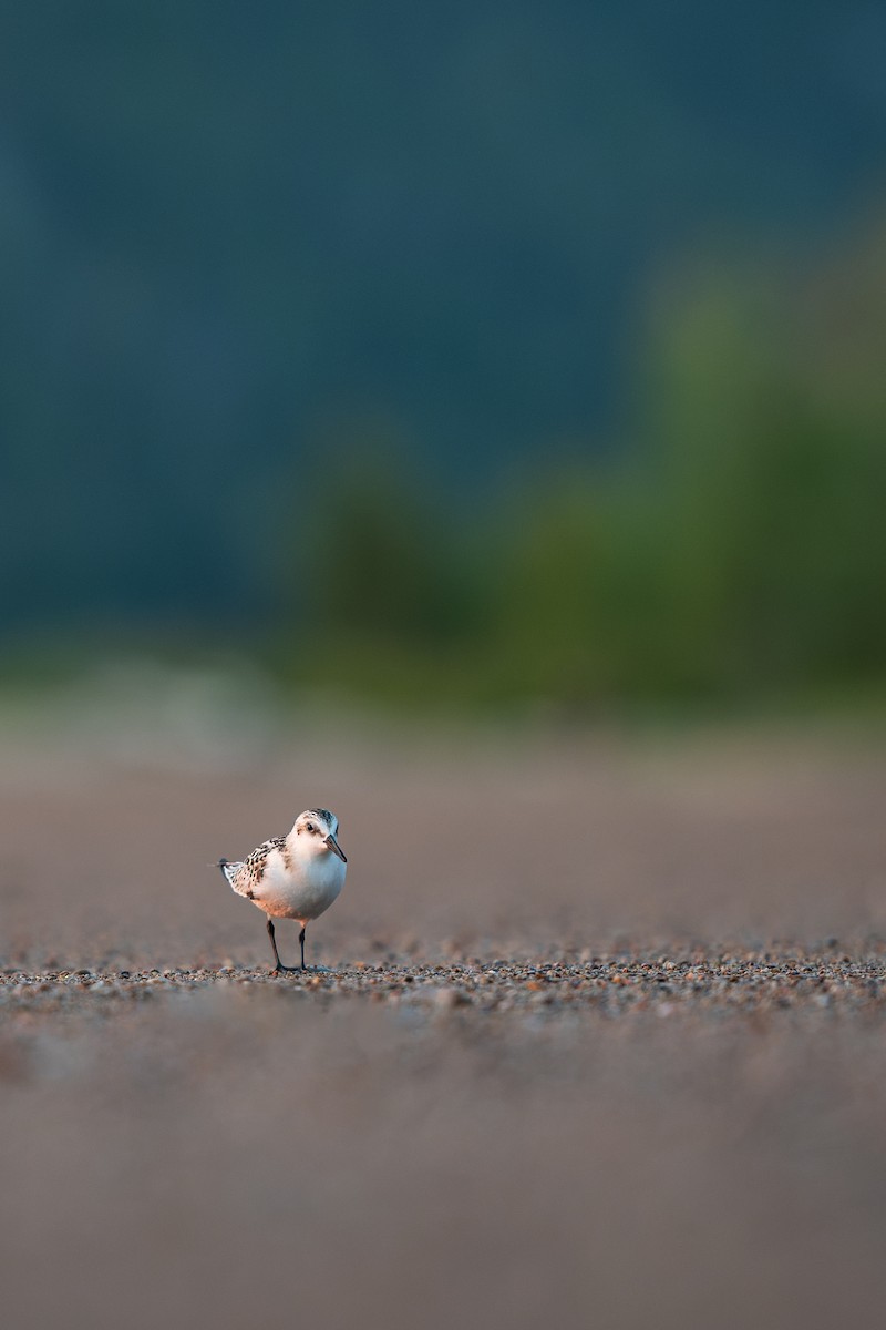 Bécasseau sanderling - ML623958884