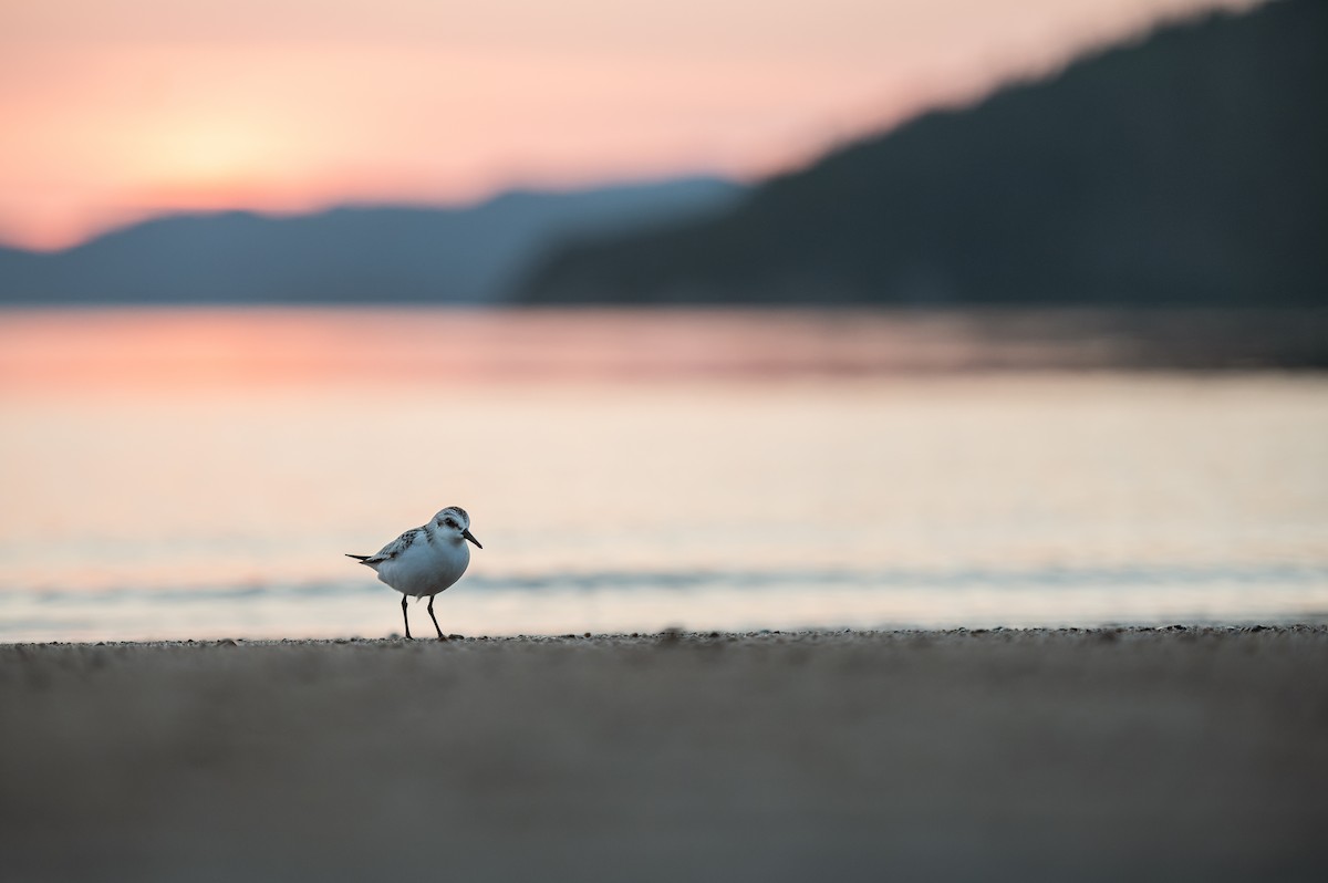 Bécasseau sanderling - ML623958885