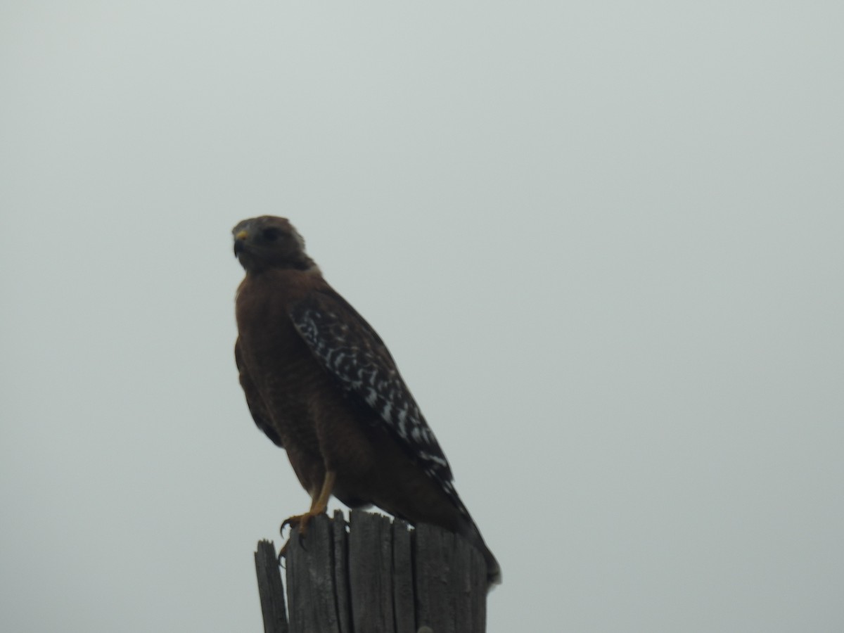 Red-shouldered Hawk - ML623958886