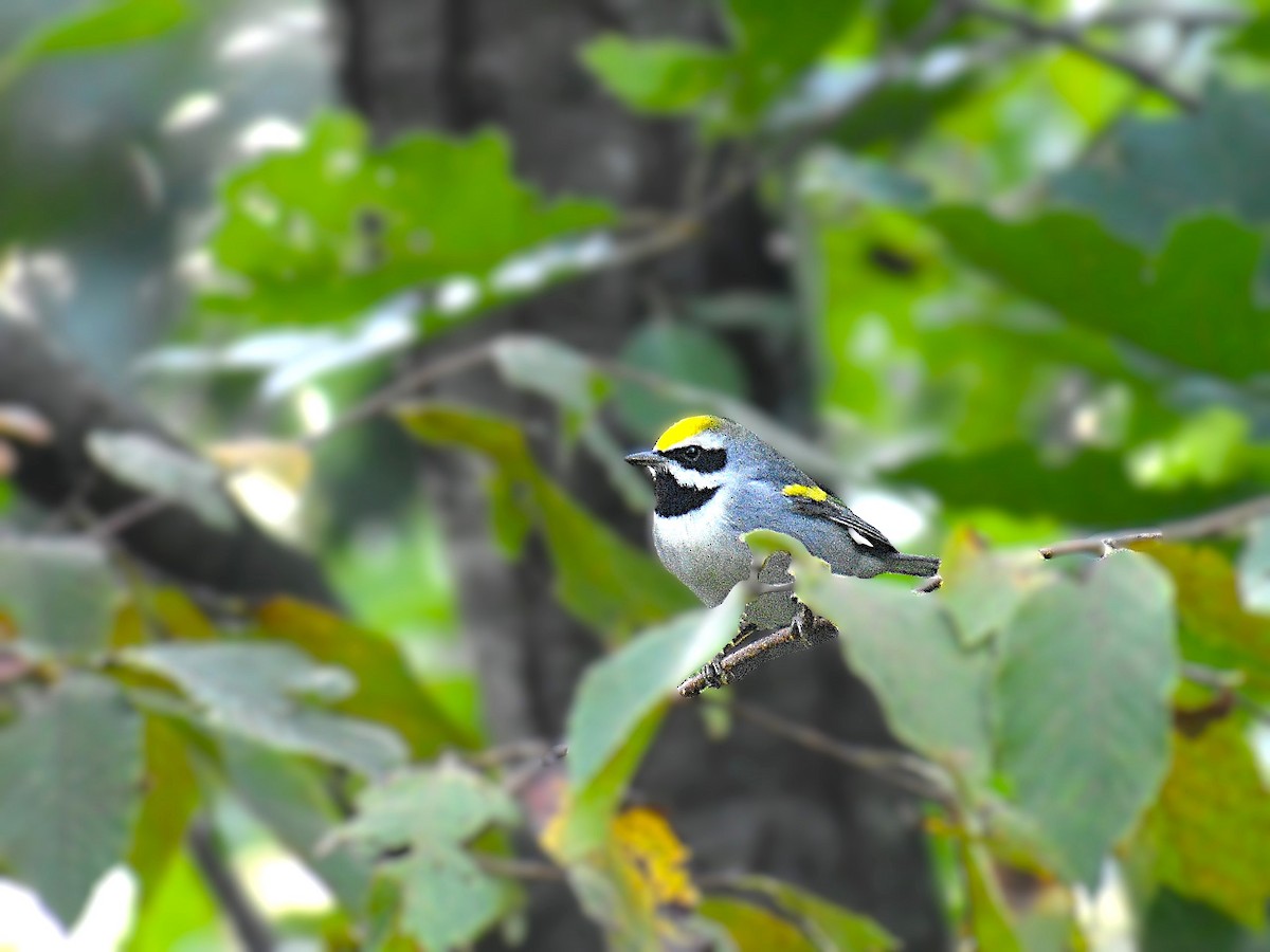 Golden-winged Warbler - ML623958888