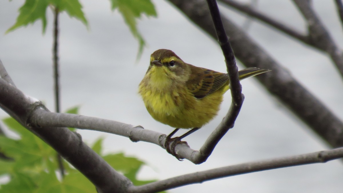 Palm Warbler - ML623958889